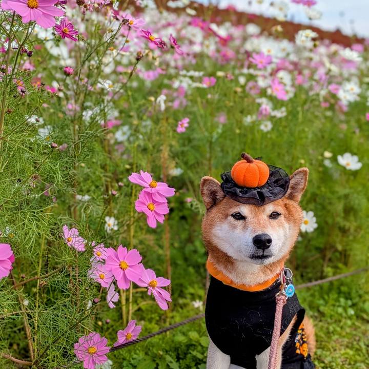 20439b8c 71e9 4af2 b08c b4b169e0fd48 1761736494466