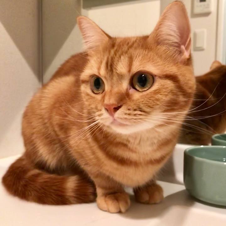 204603d2 68e5 4f79 8a7f ec15a4c05150 1542063786537