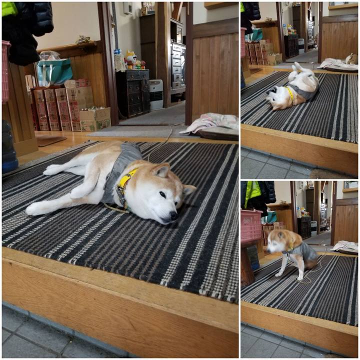 20463d86 c1ef 4412 9a5d 2de933a52368 1679789753690