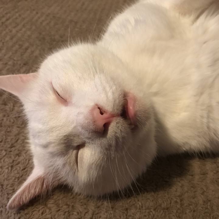 204679c8 16ff 41ab ba9a a5ee73b3ec44 1545899244487