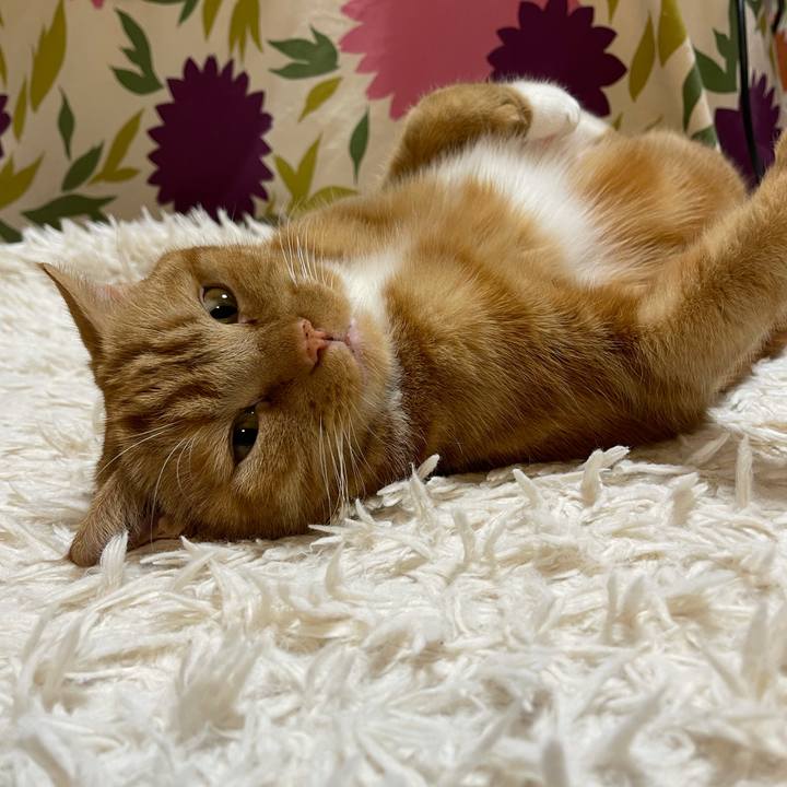 2047513a a71e 42d0 a470 1e747517f76a 1639224706162