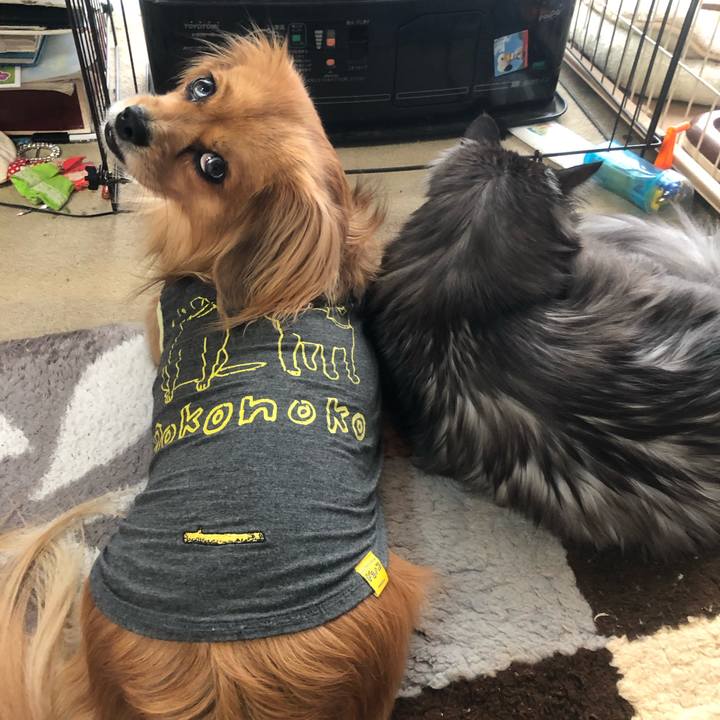 204760e8 c852 4262 b70b 551cb3bd2c4b 1544223264814