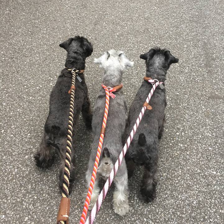 204878f1 f8da 4998 bdbb 59e21b3e3e2c 1509142965459