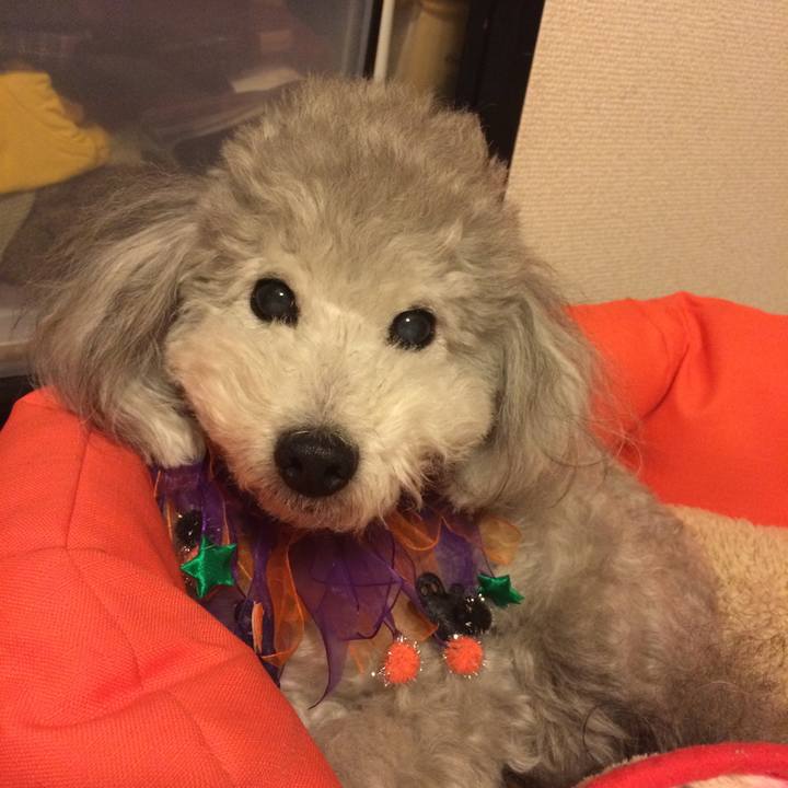 2049082d 3296 4a05 8043 19412bbde132 1509459829188