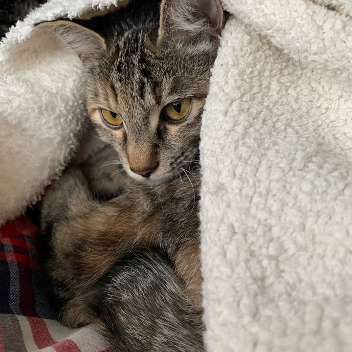 204a3eef b608 474b 9440 5480e0ca3c3a 1604634153282