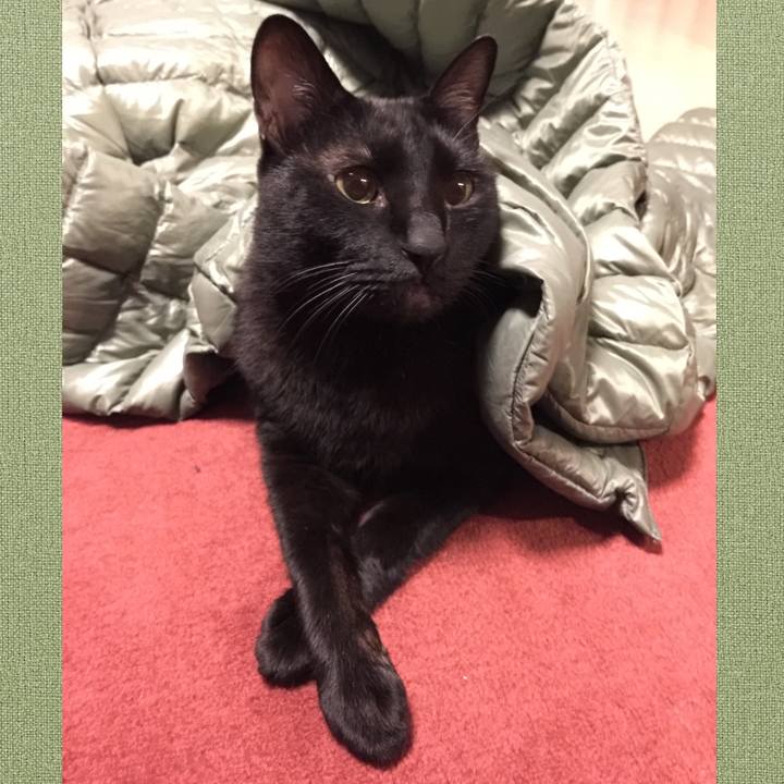 204c05eb 5c7c 4cbb ab26 f75297e7813d 1513086613913