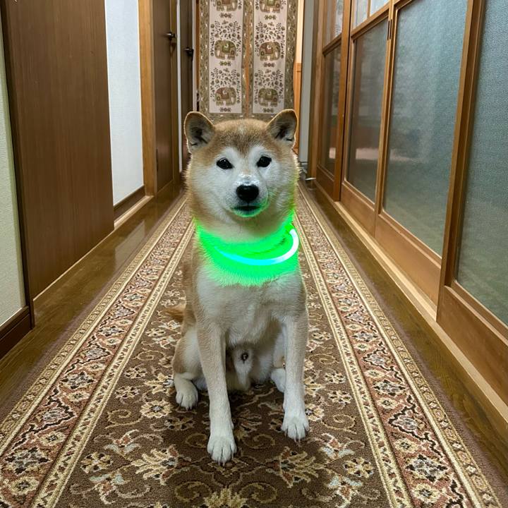 204e2fc6 ea01 4243 bbcb 7e30942dcd99 1718882474592