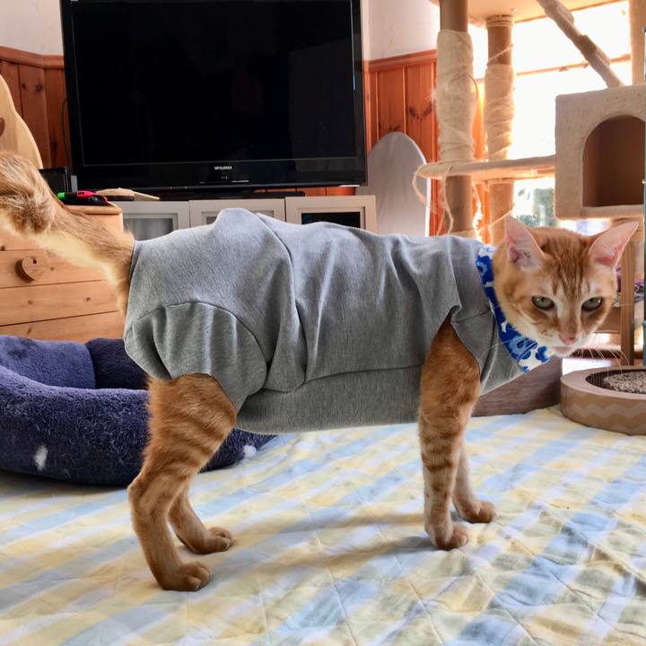 204e5685 8f14 44e7 ac78 ca940086f005 1538539846266