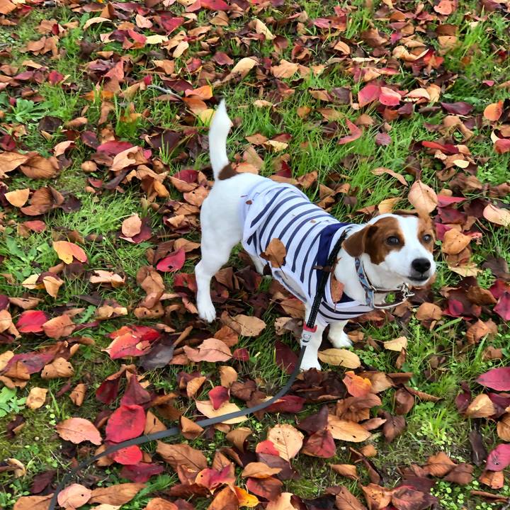 204f92de 1d28 4c8a 9274 1a8d5f419f87 1541576853049