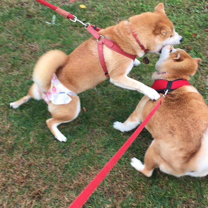 20503dce 90f9 42b9 9442 8fce37ca37ca 1604379374172