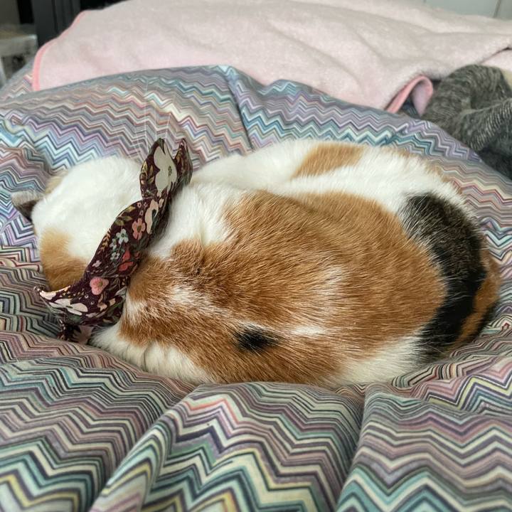 2055c1a9 874f 4719 9b70 be9c81153b43 1735361628333