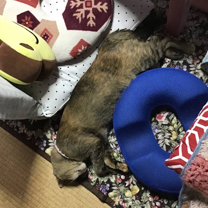 205693c5 82a6 4550 b564 e68af39ceba6 1593209599192