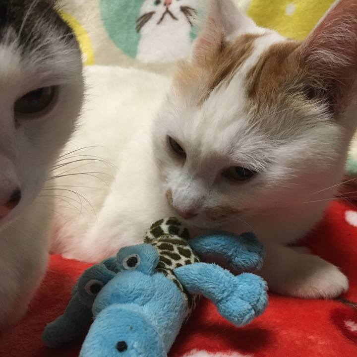 2056f3ec bb79 4abe a9f4 ec9e39962d12 1516020259737