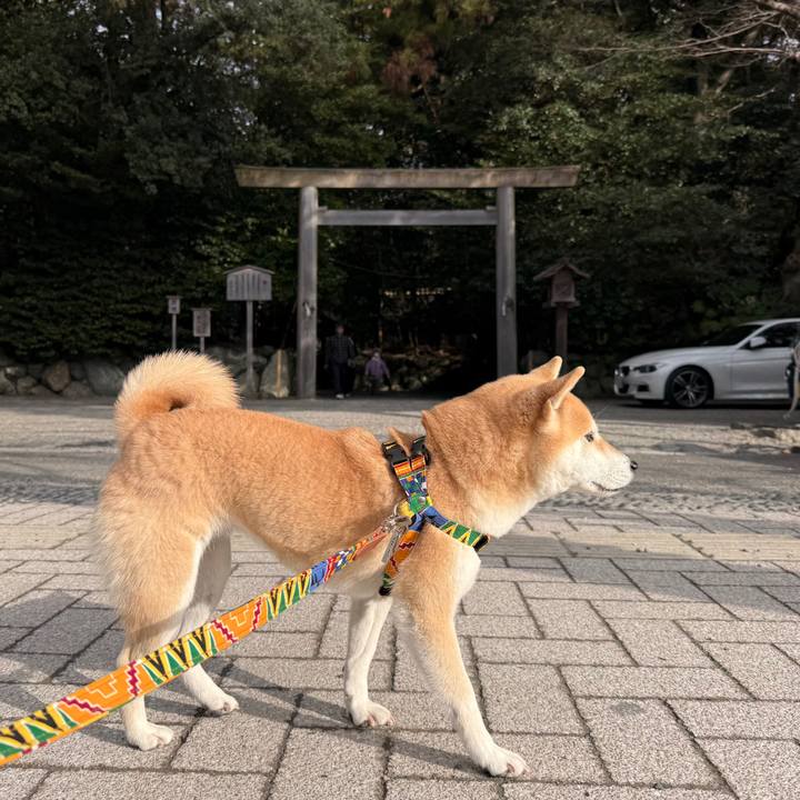 2057bdf1 bcbb 4452 9121 681e5c1a0a84 1767232362268