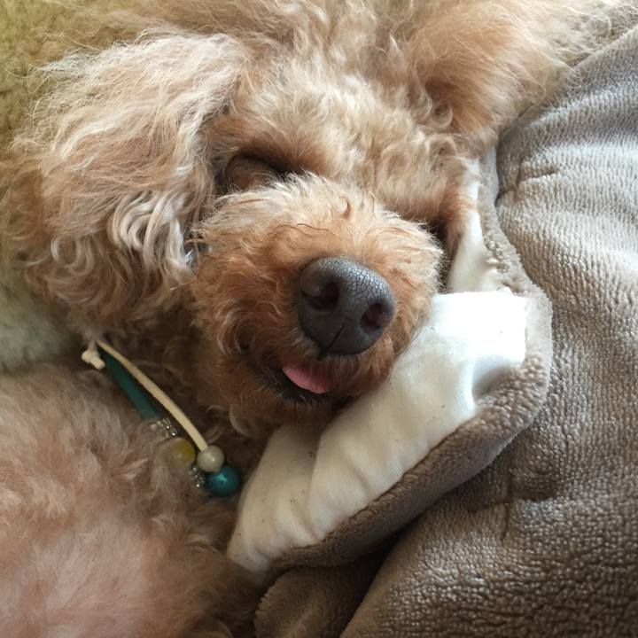 205830cb 9ecd 4fd1 b77a e378c28541a2 1516502777822