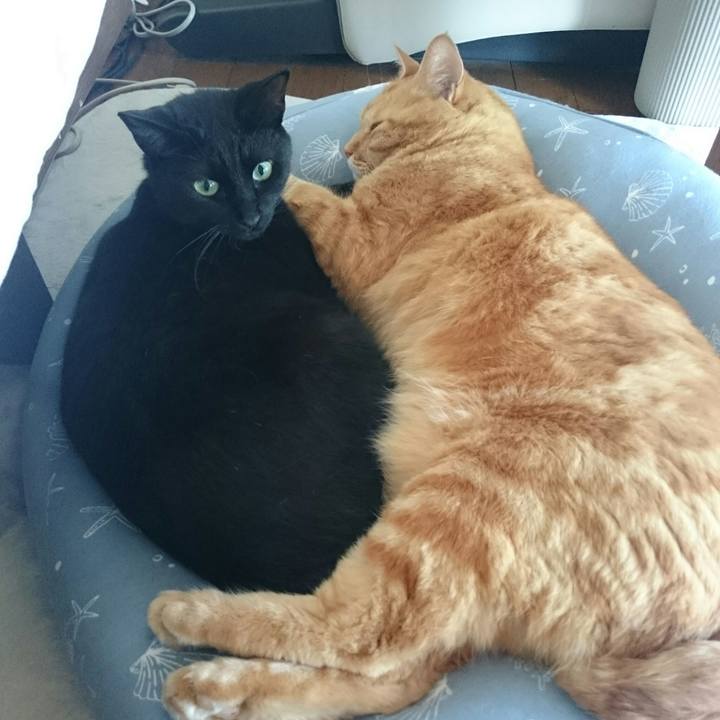 20596cc2 59b2 4f63 85ef 20f119386e63 1527839053345