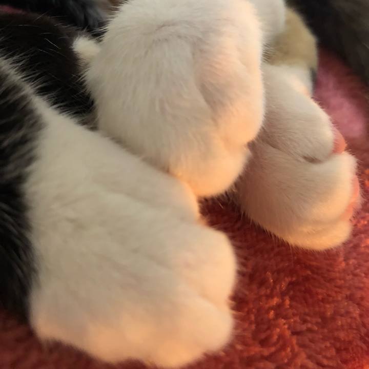 205ba756 3964 4029 adfc 0bdb43213d61 1545490764354