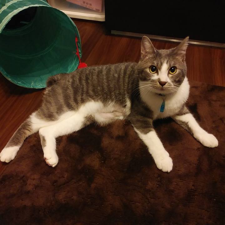 205cf822 096a 400c 83b4 42aed8e81ff2 1586006214622