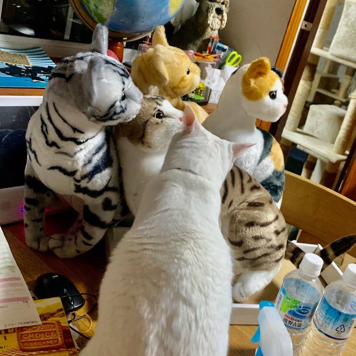 205d3b03 534a 470b 8f6c c2c3289a6612 1595251775231