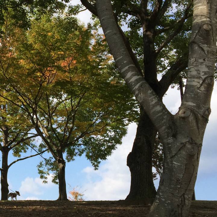 205ff172 8f1a 4e86 a0ab 78f22f2b6802 1510233299600