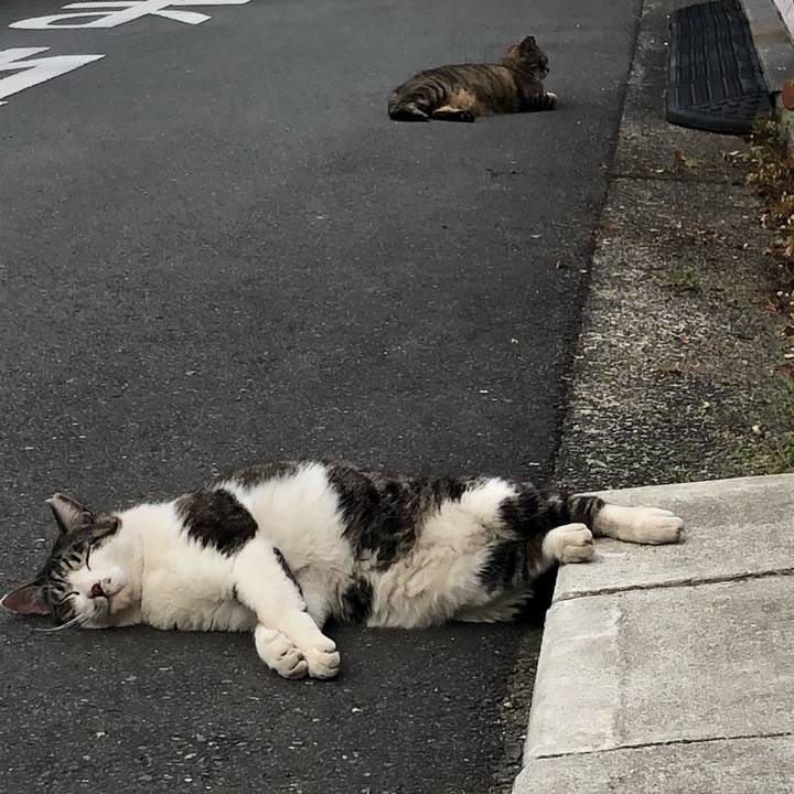 206055dc 0c1b 47ff 93b5 8a5f89d2f253 1559652886849