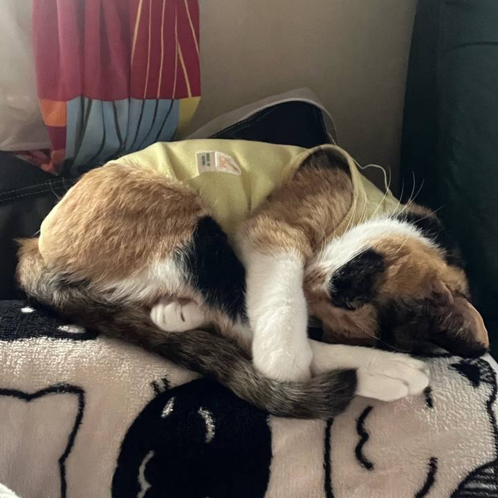 2060f343 9a6e 48dc ad2f 529a4796e80d 1731905111992