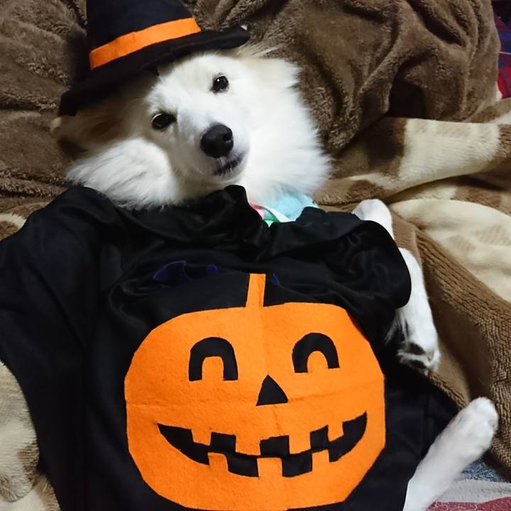 2062af6f d97b 4fdf b55d 3c3fff466633 1509311219039