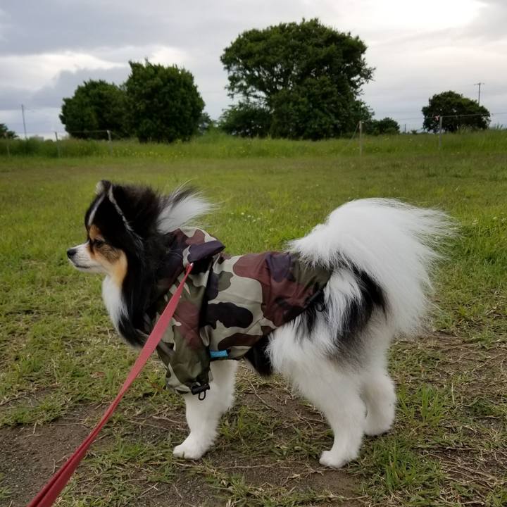 20644372 1838 40f7 8681 e89ad80c9d2c 1526198801752