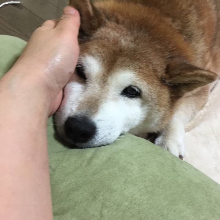 20650331 5d2a 46c0 a109 1a3c1739577e 1556319500634