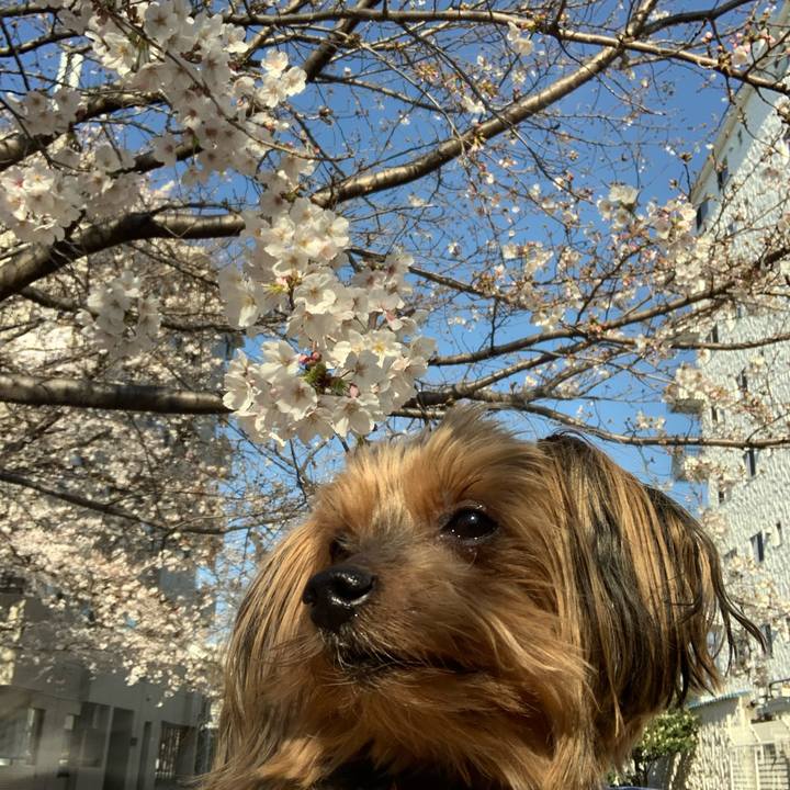 2066165c 45af 4ad0 b7fd 60dd100b1429 1584685976712