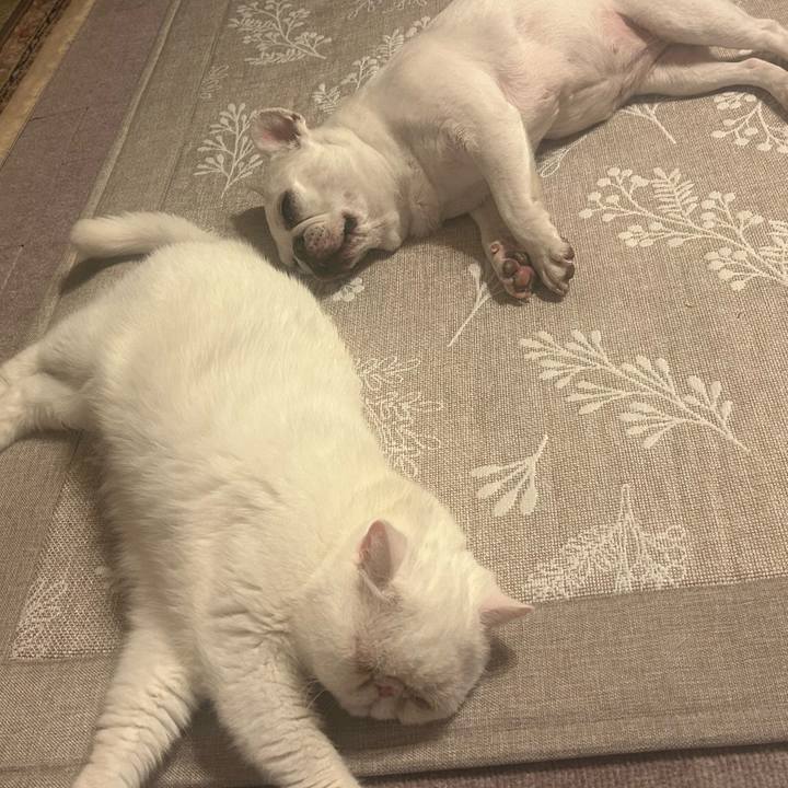 20677b6b 0ce7 4801 86fe 050550c2b018 1755432273333