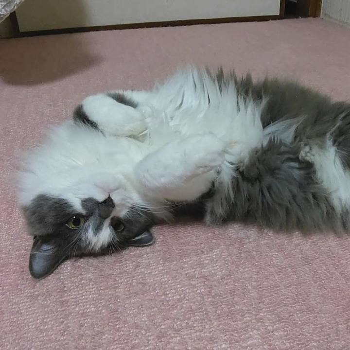 2068d49d 9530 4a1f b593 0dde05a7b515 1581154416544