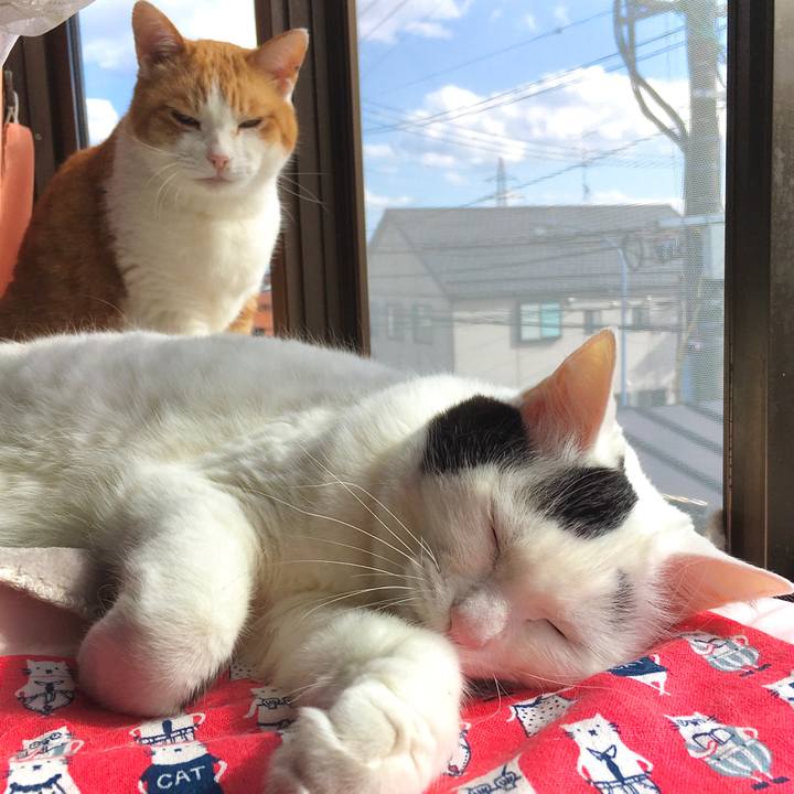 20695a3d 0d12 4641 8c7b b7660f8a64bd 1616483602730