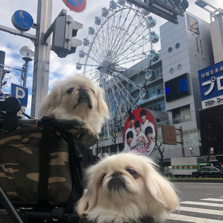 206cf553 ce57 4ab6 857e e9675ff0ff4c 1544870202267