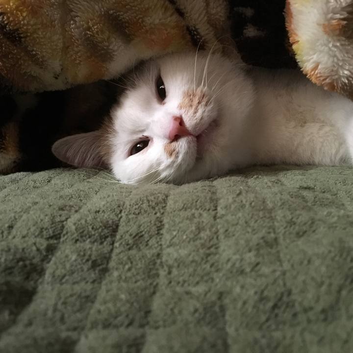 207036a8 a359 48de 8ee6 7de7e3642958 1516493886401