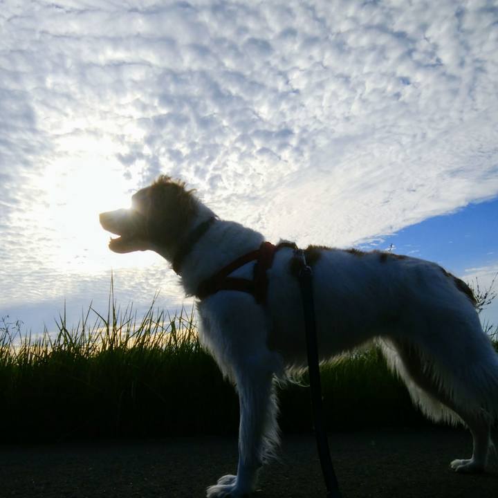 2071a8e3 cd0b 481c a0ea 55b93807e8e0 1538477556091