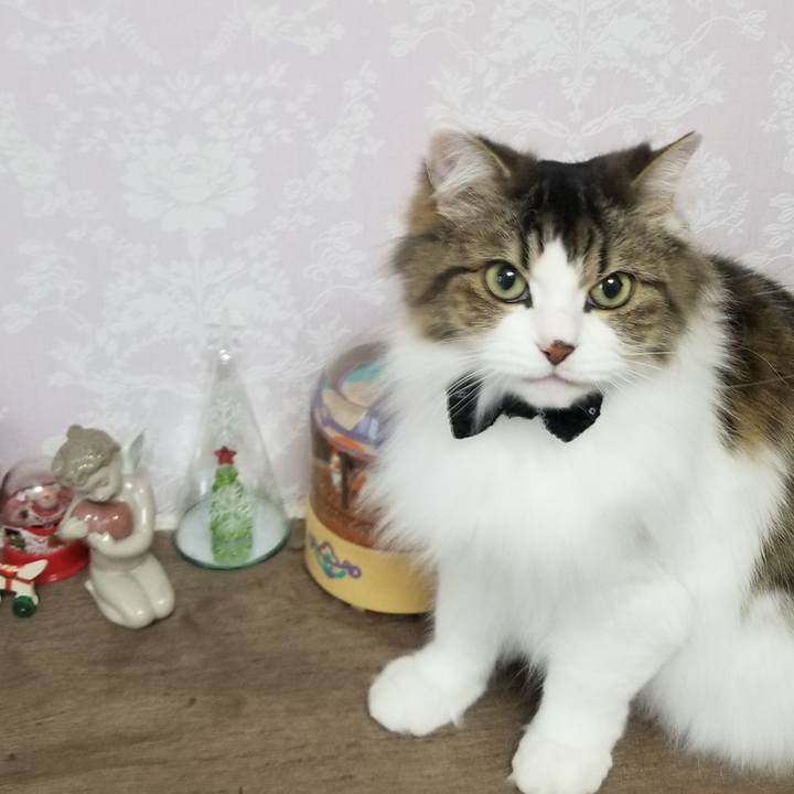 2073c8df cd3a 40e9 a129 1b268b33ad15 1576889032208