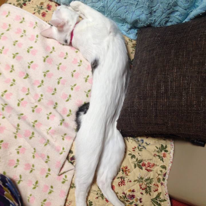 207b66fb 65d5 4c0a 9747 dd6adbd03688 1510089228418