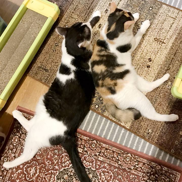 207c349f bc6c 4cc4 9d2a 5c7cd4f40943 1536332450929