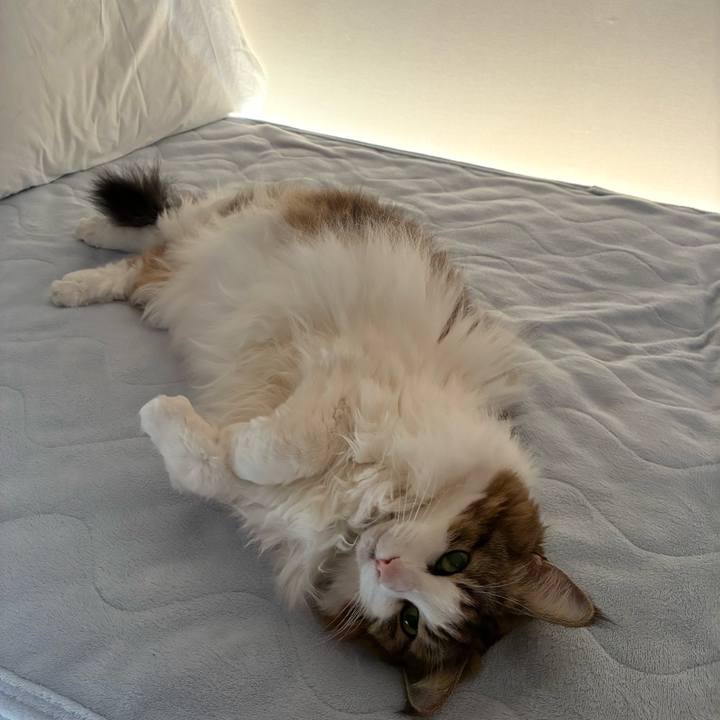 207dd3d7 42e3 4a7c 9a33 7ee814f72777 1768463060077