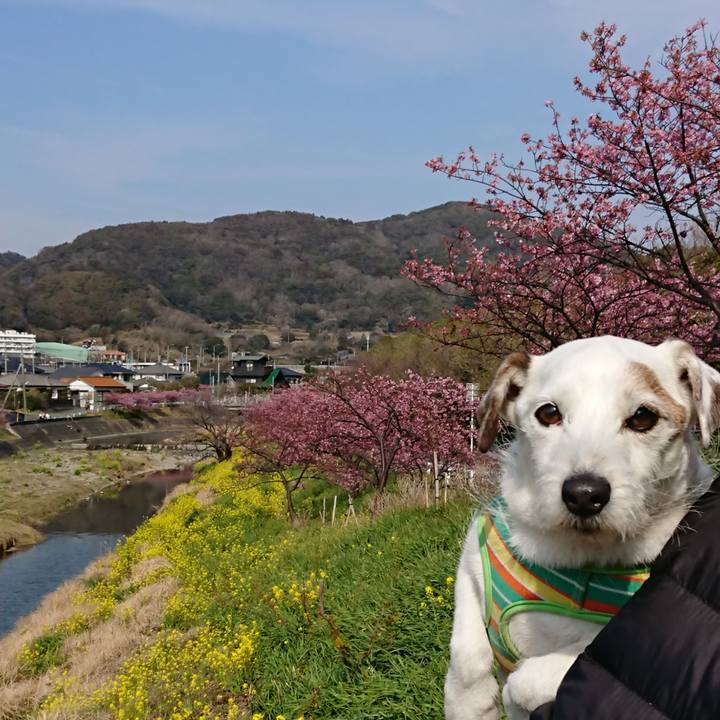 207ed079 de86 460e b5ab 3d9b750328a0 1551022409080