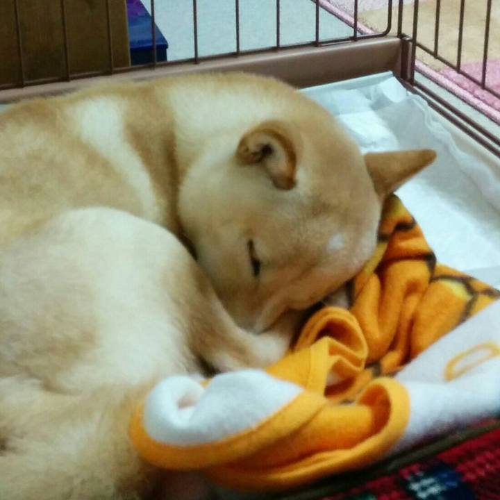 2083c326 b8e8 4965 859d 684b1200284e 1512480576131