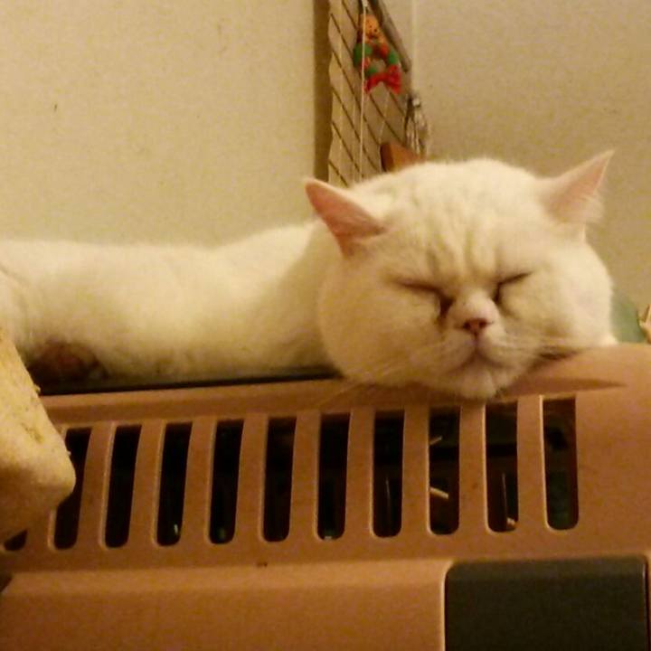 20893d61 269a 45b4 aca3 7c309f0e64f9 1531484844759