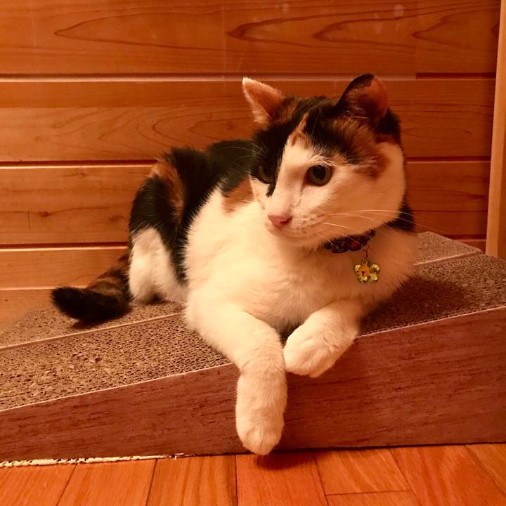 208b3646 02b6 41d7 9776 b43ff8105710 1532869365583