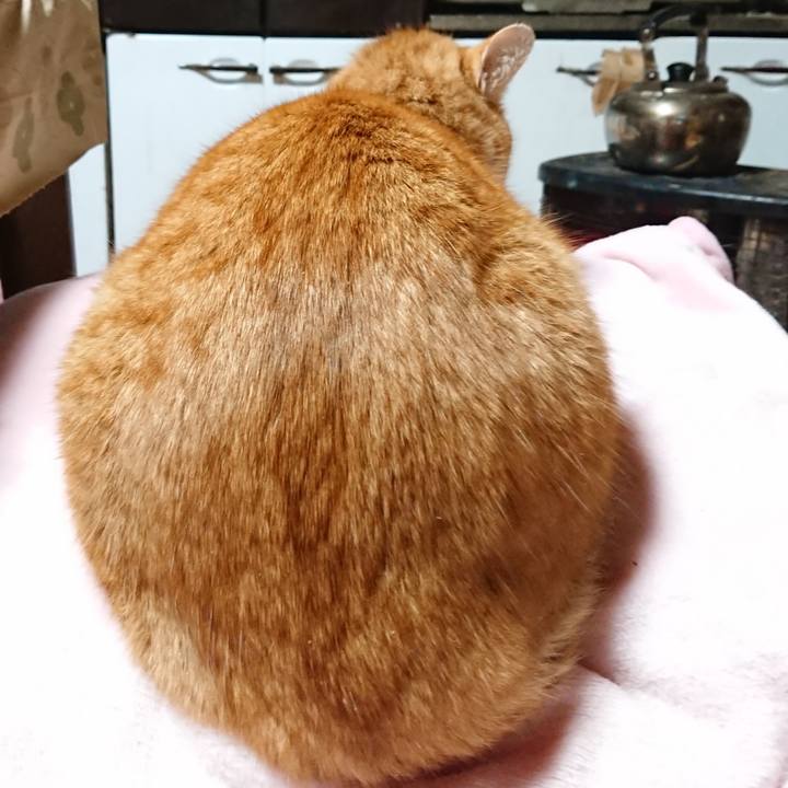 20919609 8358 4289 9bb0 b0a08b039e11 1608673238738