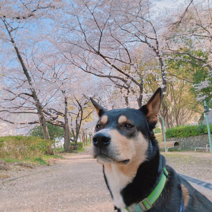 20964a84 a665 49c2 962c 21b9c911cb18 1554518564134