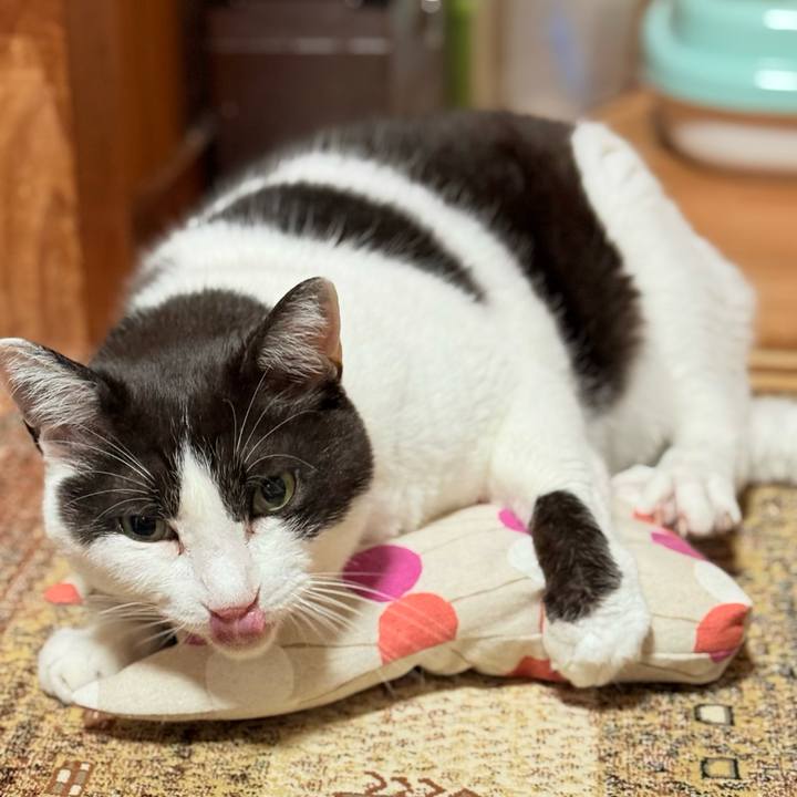 20972c7d d0cf 4930 b87d f08376900c74 1749958913703