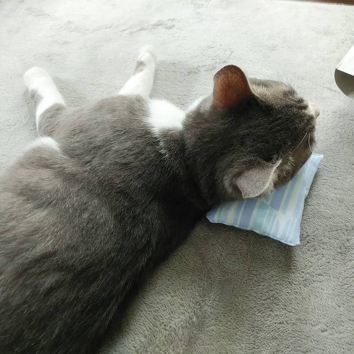 20972d68 7edf 484b 8801 e715406307b2 1593387989502