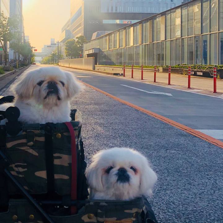 20975e57 030f 454f b15f 62aa20ccda44 1587772034861