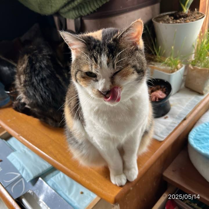 209b3de7 04db 4a9c a031 b2386f642fba 1747173606398